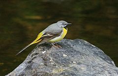 Gray Wagtail